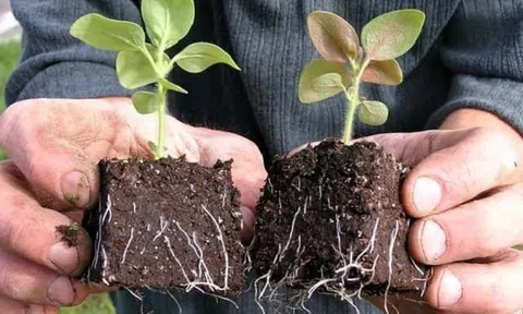 Siết chặt nhập khẩu cây mang theo bầu đất và quản lý mã số vùng trồng