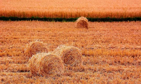 Rơm rạ - "mắt xích" quan trọng trong chiến lược phát triển nông nghiệp xanh