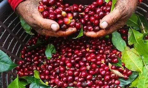 Giá cà phê hôm nay 4/3/2026: Tây Nguyên bật tăng mạnh, Robusta nhảy gần 4%