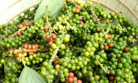 Giá tiêu hôm nay 4/3/2026: Giảm mạnh 2.000 – 2.500 đồng/kg