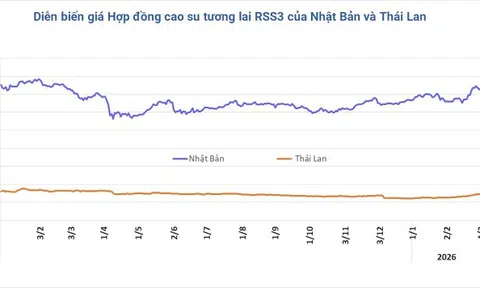 Giá cao su hôm nay 5/3/2026: Thị trường phân hóa do tác động dầu thô và cước vận tải