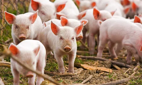 Giá heo hơi hôm nay 6/3/2026: Xu hướng giảm lan rộng, miền Nam vẫn giữ mức cao nhất