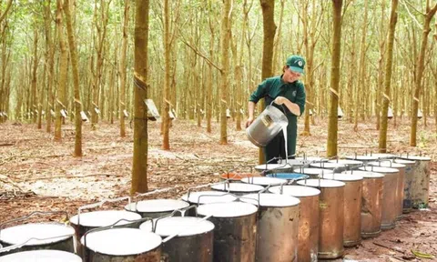 Giá cao su hôm nay 6/3/2026: Thị trường trong nước đi ngang, thế giới điều chỉnh nhẹ