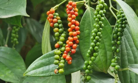 Giá tiêu hôm nay 6/3/2026: Tăng mạnh trở lại, cao nhất 146.000 đồng/kg