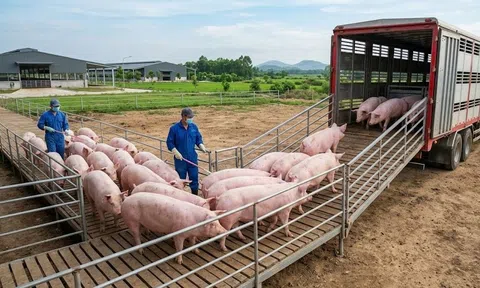 Giá heo hơi hôm nay 8/3/2026: Thị trường lặng sóng, miền Nam giữ mức cao nhất 69.000 đồng/kg