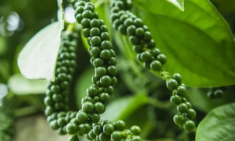 Giá tiêu hôm nay 9/3/2026: Duy trì đà tăng ở các địa phương