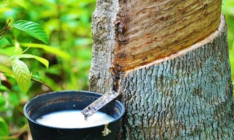 Giá cao su hôm nay 9/3/2026: Giằng co trong biên độ hẹp