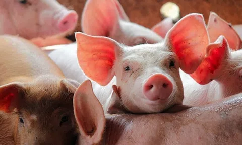 Giá heo hơi hôm nay 9/3/2026: Thị trường cả nước vẫn đang đà giảm, miền Nam tiếp tục dẫn đầu