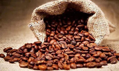 Giá cà phê hôm nay 10/3/2026: Arabica tăng mạnh, trong khi robusta có dấu hiệu chững lại