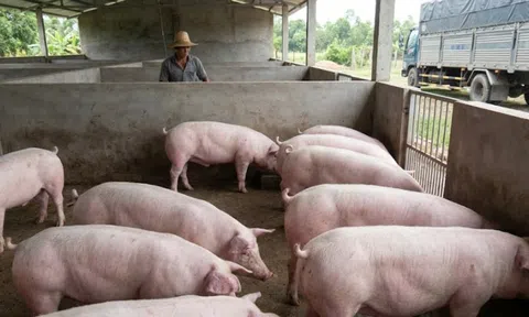 Giá heo hơi hôm nay 11/3/2026: Giá heo hơi trên cả nước dao động từ 60.000 - 68.000 đồng/kg