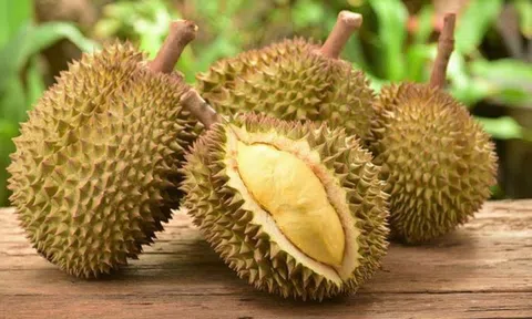 Giá sầu riêng hôm nay 11/3/2026: Sầu riêng Thái và sầu riêng Musang King tăng giá