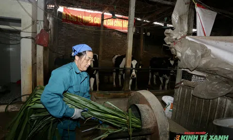 Từ chuồng bò đến cánh đồng xanh: Kinh tế tuần hoàn trong chăn nuôi bò sữa ở Vĩnh Phú