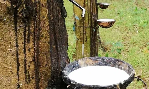 Giá cao su hôm nay 12/3/2026: Giá cao su thế giới điều chỉnh nhẹ