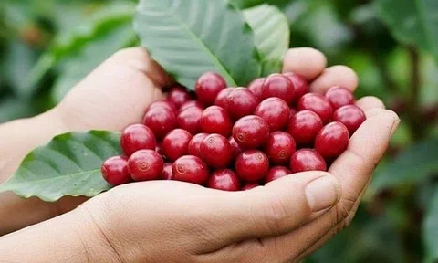 Giá cà phê hôm nay 12/3/2026: Giảm mạnh do áp lực về một vụ mùa bội thu tại Brazil