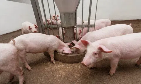 Giá heo hơi hôm nay 12/3/2026: Giá heo hơi miền Bắc ổn định, miền Trung – Nam điều chỉnh nhẹ