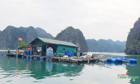 Chuyện những người dành cả thanh xuân giữ rừng ở Vườn quốc gia Cát Bà