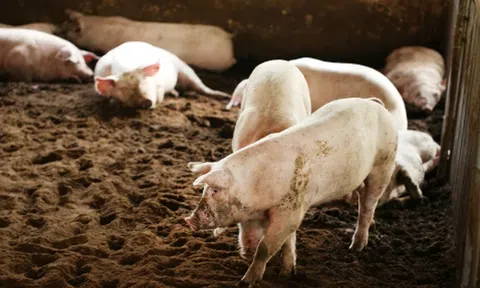 Giá heo hơi hôm nay 16/4: Tiếp tục tăng ở Miền Nam