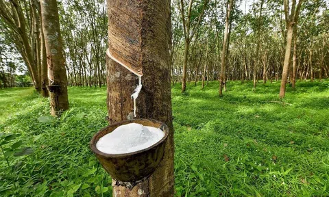 Giá cao su hôm nay 17/4/2026: Quốc tế trái chiều, trong nước đi ngang