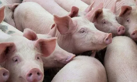 Giá heo hơi hôm nay 21/4: Toàn quốc ổn định