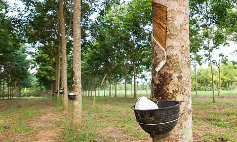Giá cao su hôm nay 23/4/2026: Nguồn cung thắt chặt, giá cao su châu Á bật tăng