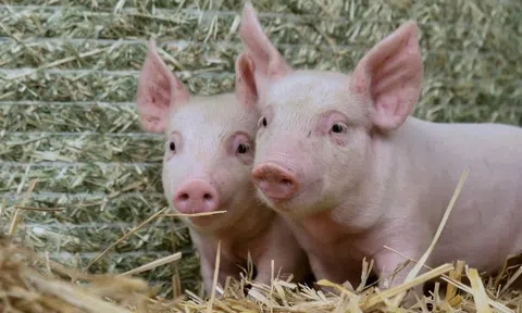 Giá heo hơi hôm nay 23/4: Miền Nam điều chỉnh tăng