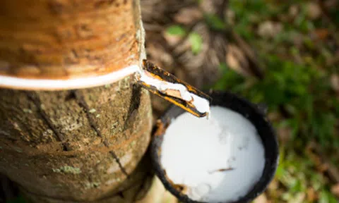 Giá cao su hôm nay 27/4/2026: Giá cao su thế giới giảm, trong nước ổn định