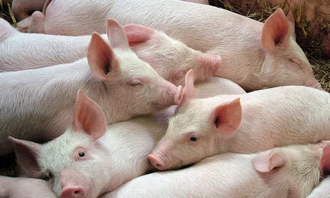 Giá heo hơi hôm nay 27/4: Toàn quốc ổn định, miền Nam giữ đỉnh