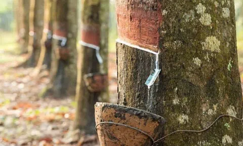 Giá cao su hôm nay 28/4/2026: Thế giới đồng loạt giảm, nhu cầu yếu