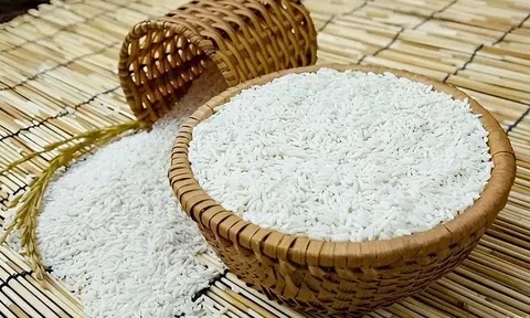 Giá lúa gạo hôm nay 28/4/2026: Giá lúa giảm, giao dịch trầm lắng