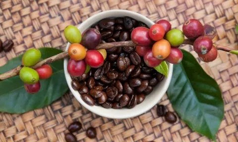 Giá cà phê hôm nay 29/4/2026: Thị trường nội địa giảm nhẹ, giá thế giới tăng