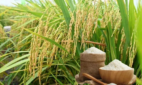 Giá lúa gạo hôm nay 29/4/2026: Ổn định, giao dịch trầm lắng