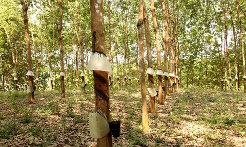 Giá cao su hôm nay 5/5/2026: Thị trường châu Á biến động trái chiều
