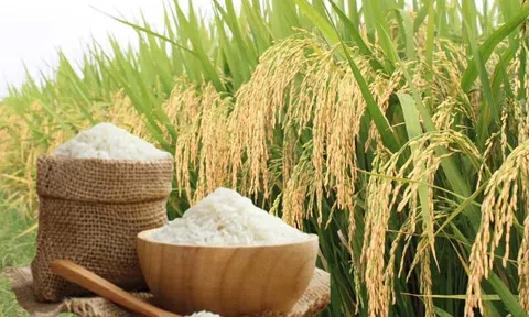 Giá lúa gạo hôm nay 5/5/2026: Giá gạo nguyên liệu tăng, giá lúa bình ổn