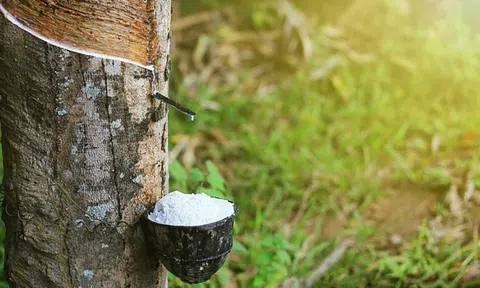 Giá cao su hôm nay 8/5/2026: Thị trường thế giới tiếp đà khởi sắc