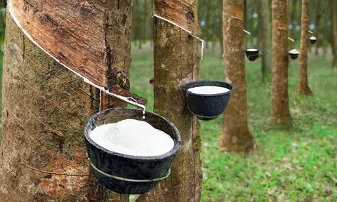 ​​​​​​​Giá cao su hôm nay 11/5/2026: Thị trường thế giới biến động trái chiều