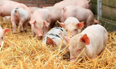 Giá heo hơi hôm nay 13/5: Tăng nhẹ tại miền Bắc và miền Trung