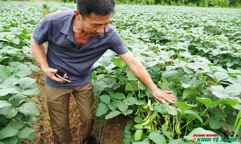 Hải Phòng: Đột phá kinh tế nông nghiệp từ mô hình trồng cây đậu tương Cao Hùng 09 xuất khẩu Nhật Bản