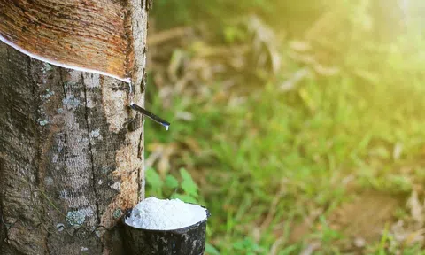 Giá cao su hôm nay 14/5/2026: Thế giới phục hồi, giá mủ trong nước tăng nhẹ