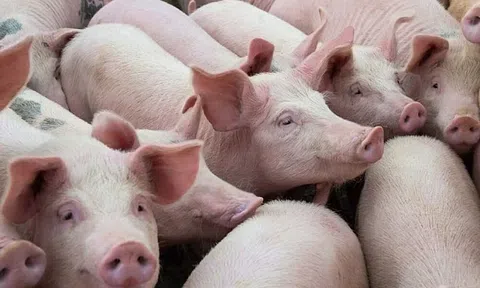 Giá heo hơi hôm nay 15/5: Toàn quốc đi ngang, Đồng Nai giữ đỉnh 71.000 đồng/kg