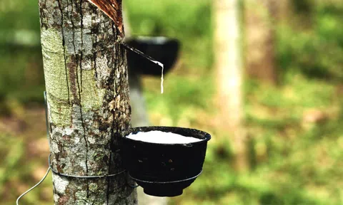 Giá cao su hôm nay 18/5/2026: Biến động trái chiều