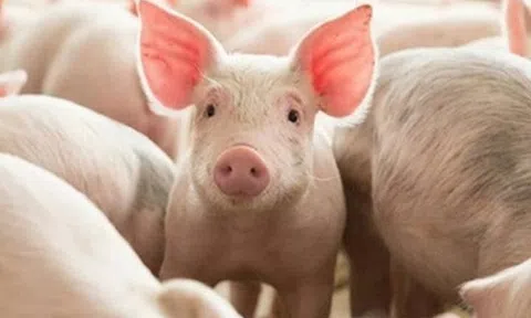 Giá heo hơi hôm nay 19/5: Giảm nhẹ tại Miền Nam