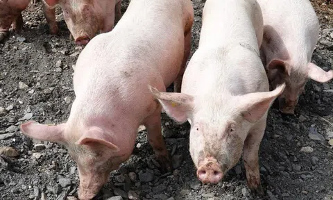 Giá heo hơi hôm nay 20/5: Nhiều địa phương giảm 1.000 đồng/kg