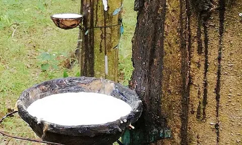 Giá cao su hôm nay 22/5/2026: Thị trường thế giới giảm trở lại, áp lực nguồn cung gia tăng