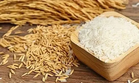 Giá lúa gạo hôm nay 25/5/2026: Thị trường ổn định, gạo xuất khẩu duy trì mức cao