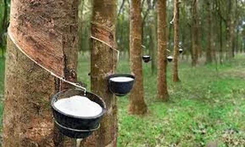 Giá cao su hôm nay 27/5/2026: Thế giới phân hóa, trong nước ổn định
