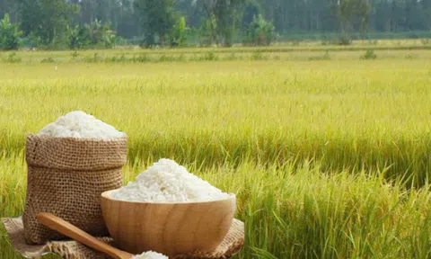Giá lúa gạo hôm nay 27/5/2026: Toàn cảnh thị trường, xuất khẩu