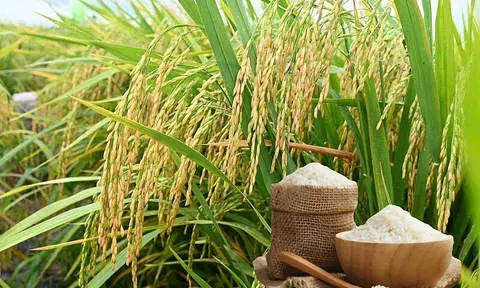 Giá lúa gạo hôm nay 2/6/2026: Toàn cảnh thị trường, xuất khẩu và dự báo