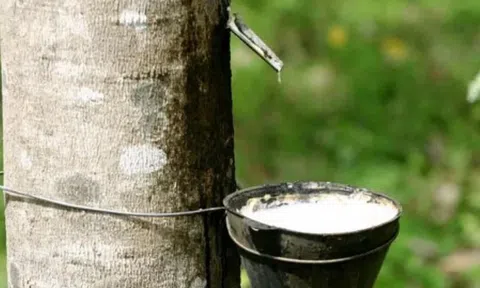 Giá cao su hôm nay 4/6/2026: Thế giới giảm nhẹ, trong nước ổn định
