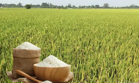 Giá lúa gạo hôm nay 4/6/2026: Toàn cảnh thị trường, xuất khẩu