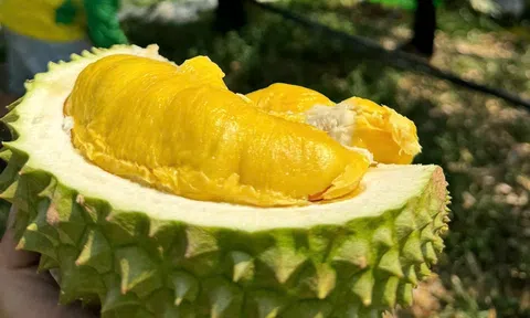 Giá sầu riêng hôm nay 5/6/2026: Thị trường ổn định, nhưng nông dân vẫn lo ngại